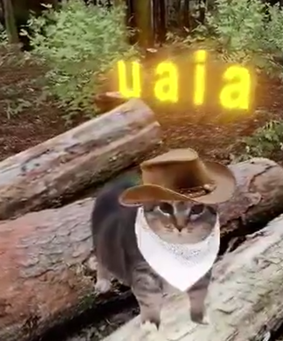 Timber